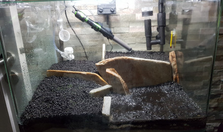 aquarium aquascape essai2