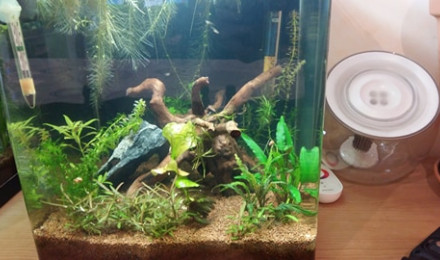 aquarium 30 litres betta