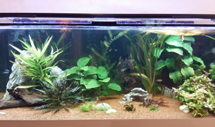 aquarium 300 litres communautaire