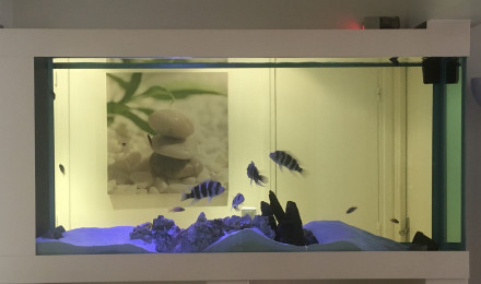 aquarium Mon aquarium