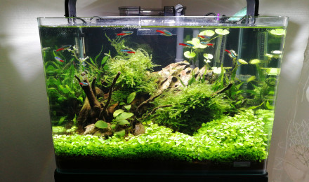 aquarium Dennerle scaper tank 35 litres