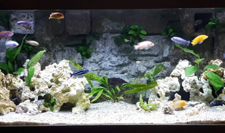 aquarium 600 L Malawi Mbunas