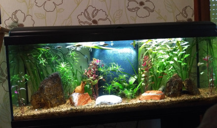 aquarium Mon aquarium