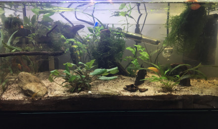 aquarium Chuna