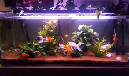 aquarium aquarium eau froide 450 litres