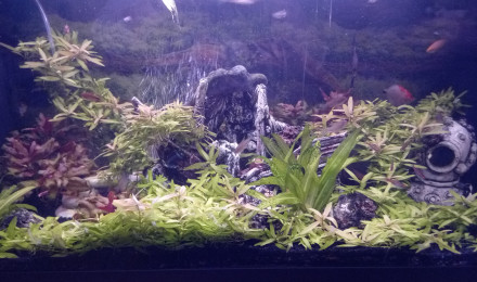 aquarium Jungle aquatique
