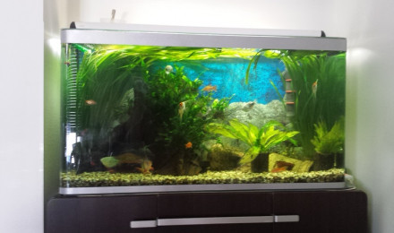aquarium Jacks tank