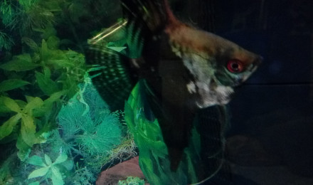 aquarium Tropical eau douce