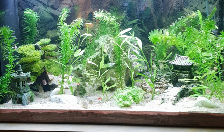 aquarium Aqua Nature
