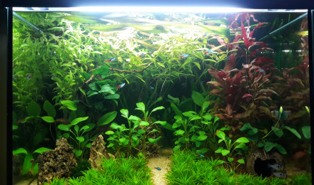 aquarium Biotope amazonien