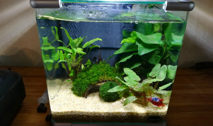 aquarium Superfish 15