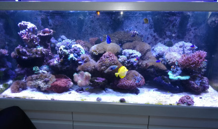 aquarium Red sea 650