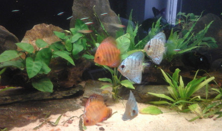 aquarium Bac amazonien