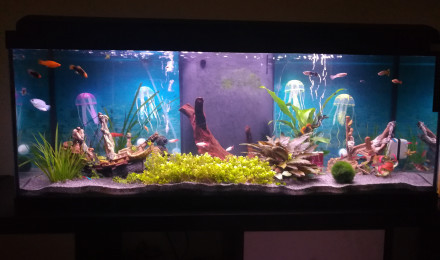 aquarium Neon