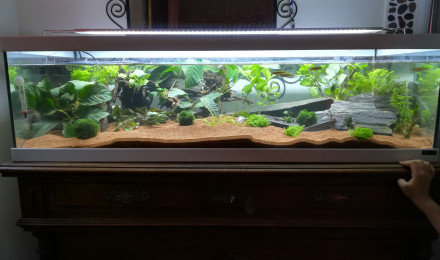 aquarium Tortilla 100