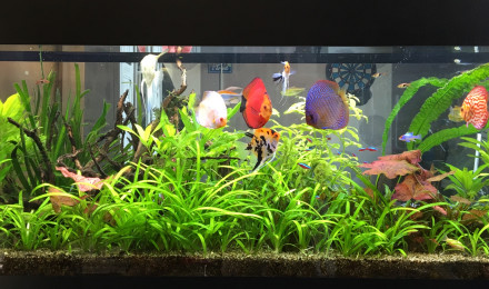 aquarium Principal