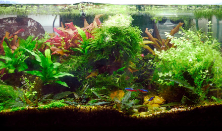 aquarium 54L