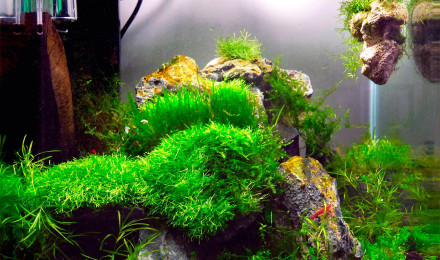 aquarium 30L TrashTank neocaridina