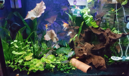 aquarium Juwel lido 200