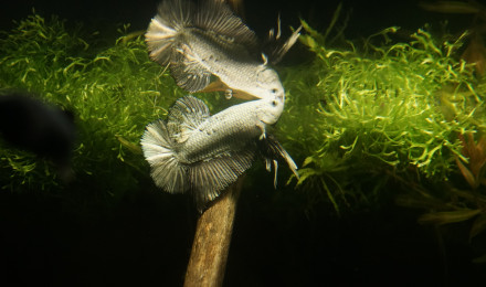 aquarium nano 30l