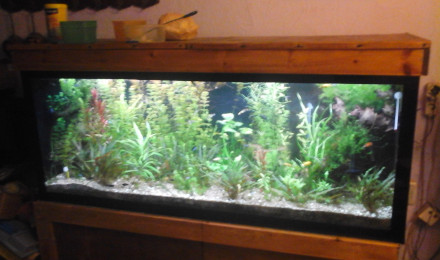 aquarium aquarium salon