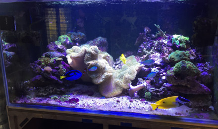 aquarium Recif 600 litres