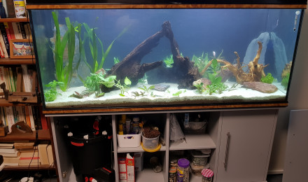 aquarium 500l amazonien pour scalaire soit rio nanay ou manacuppru a dos rouge en rodage