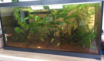 aquarium Kohaku