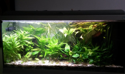 aquarium 140L amazonie