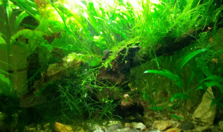 aquarium 40L stand by