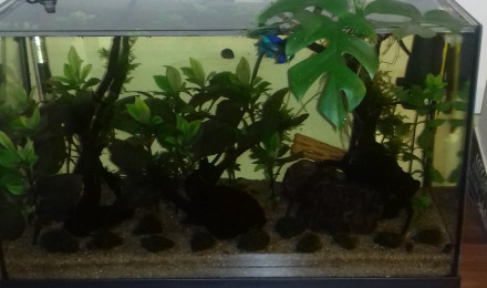 aquarium Bac low tech malaisien 60l