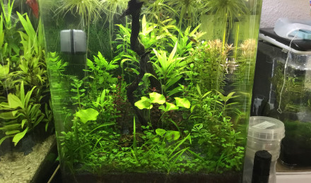 aquarium Nano 30L G.endler Sakura orange