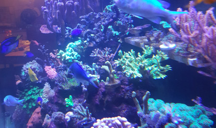 aquarium Marin