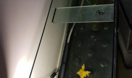 aquarium Aquaterrarium Mauremys sinensis