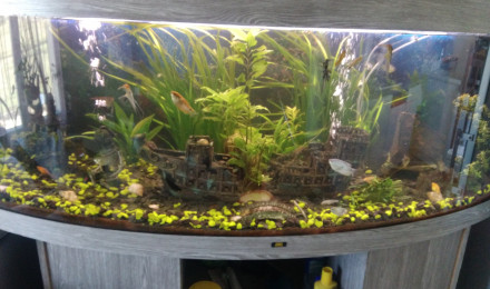 aquarium mon aquarium