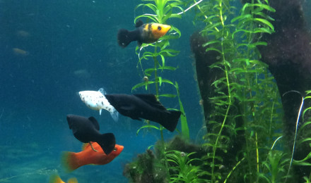 aquarium Lido200