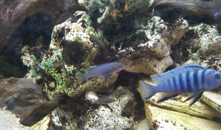 aquarium Tanganika Malawi