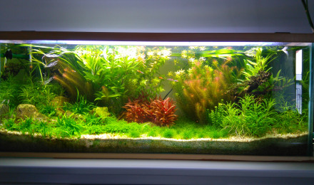 aquarium Bac hollandais