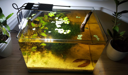 aquarium Bac hollandais