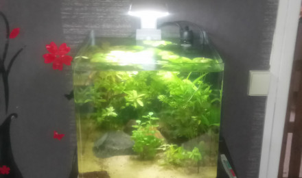 aquarium Nano aquarium