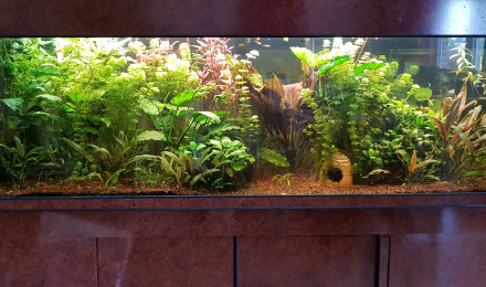 aquarium salon