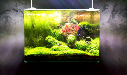 aquarium Forest