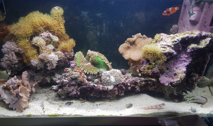 aquarium Maison