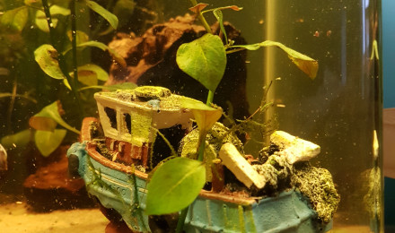 aquarium Des bubulle de début temps