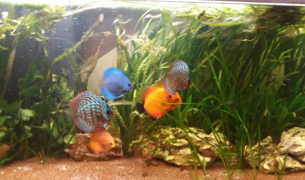 aquarium Discus
