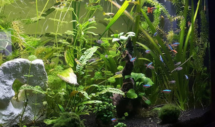 aquarium juwel vision led 180