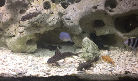 aquarium Ciclide africain