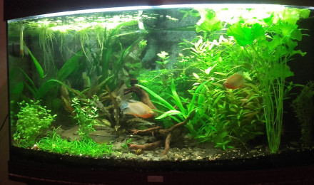 aquarium 180l