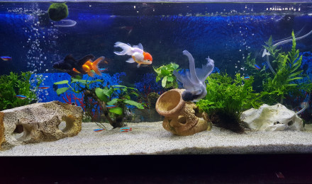 aquarium Voile de Chine