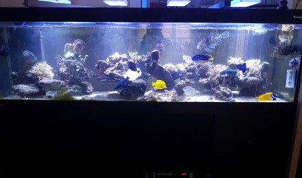 aquarium Jeckyll